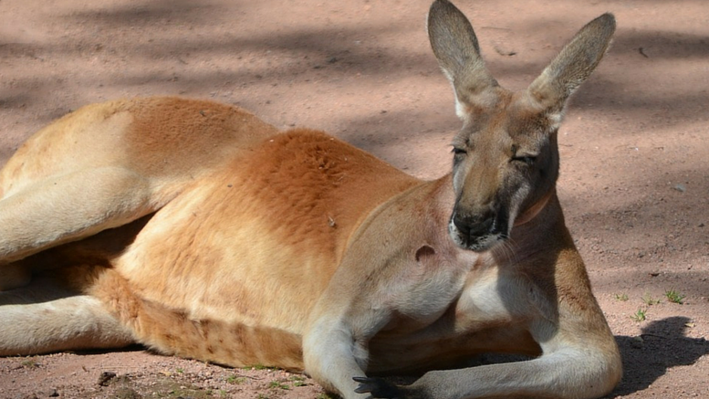 productivity kangaroo